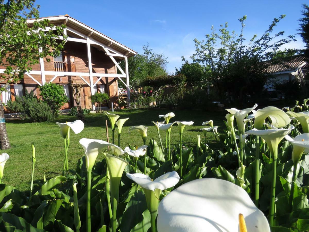 Les Arums De Fondeminjean *