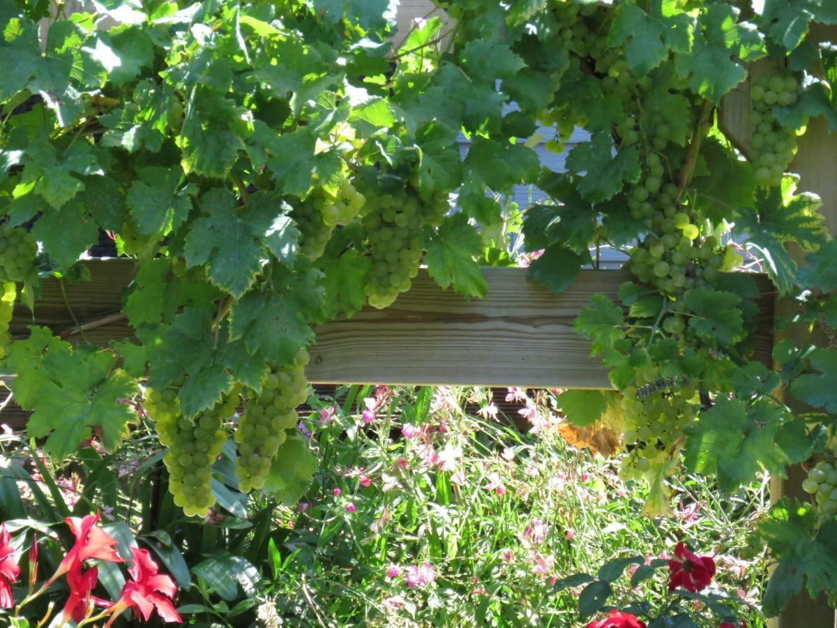 Les Arums De Fondeminjean * Vertheuil-en-Médoc